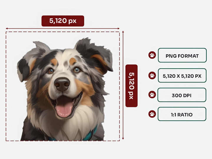 Australian Shepherd Portrait PNG Files – 5120x5120 px, 300 DPI, Transparent Background, Square 1:1 Ratio