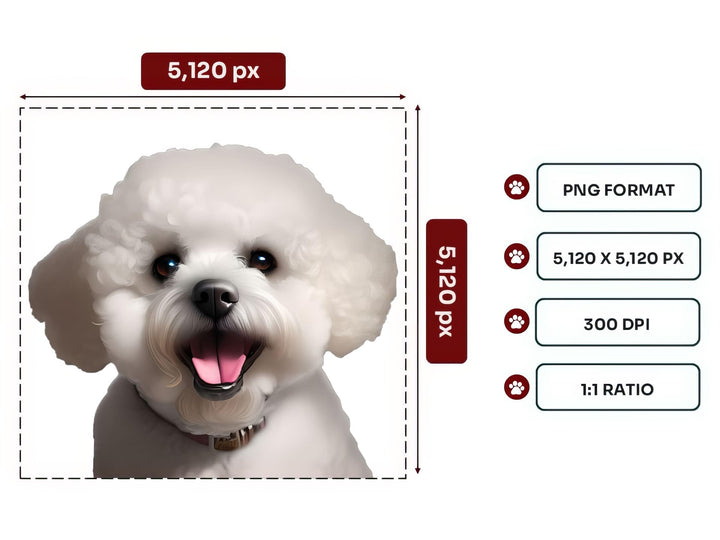 Bichon Frise Portrait PNG Files – 5120x5120 px, 300 DPI, Transparent Background, Square 1:1 Ratio
