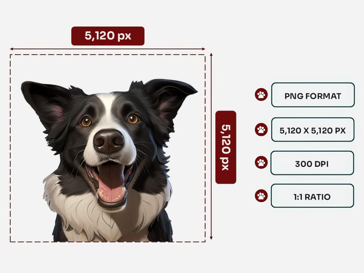 Border Collie Portrait PNG Files – 5120x5120 px, 300 DPI, Transparent Background, Square 1:1 Ratio