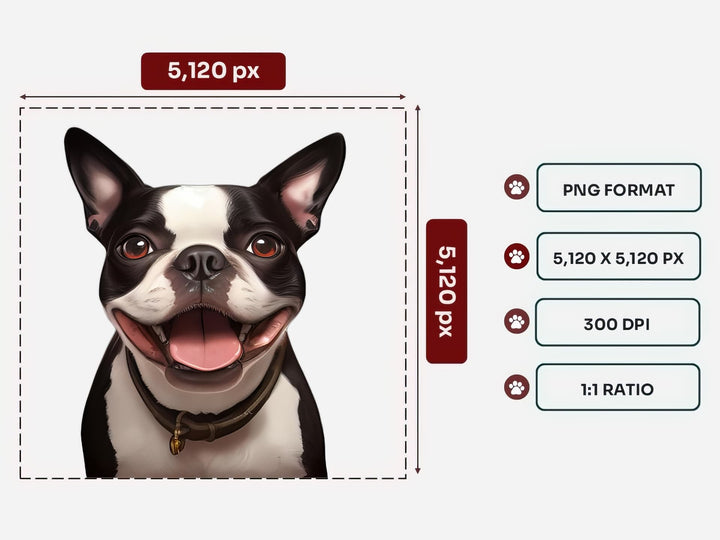 Boston Terrier Portrait PNG Files – 5120x5120 px, 300 DPI, Transparent Background, Square 1:1 Ratio