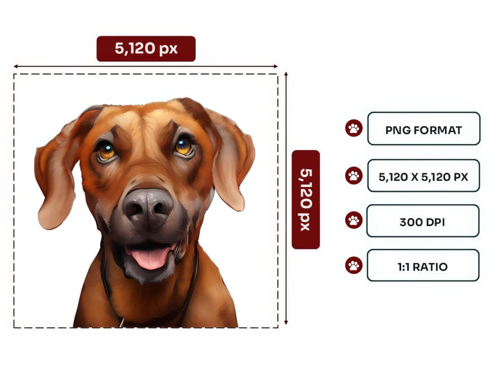 Rhodesian Ridgeback Portrait PNG Files – 5120x5120 px, 300 DPI, Transparent Background, Square 1:1 Ratio